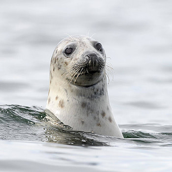 Seal in the sEa, terrestrial animal, whiskers HD phone wallpaper