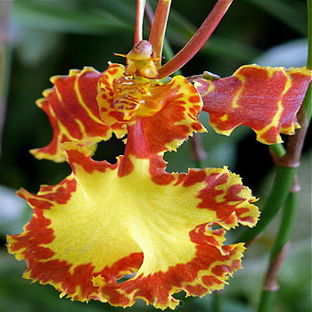 orchid, egzotic, oncidium, flower HD wallpaper
