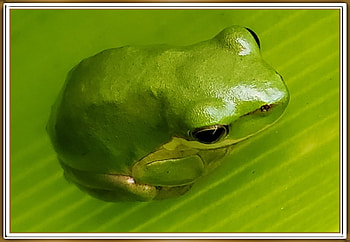 CUTE LITTLE FROG, NATURE, FROG, CUTE HD wallpaper
