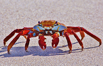 Crab, Form exercise ideas, Sea crab, Crustaceans HD wallpaper