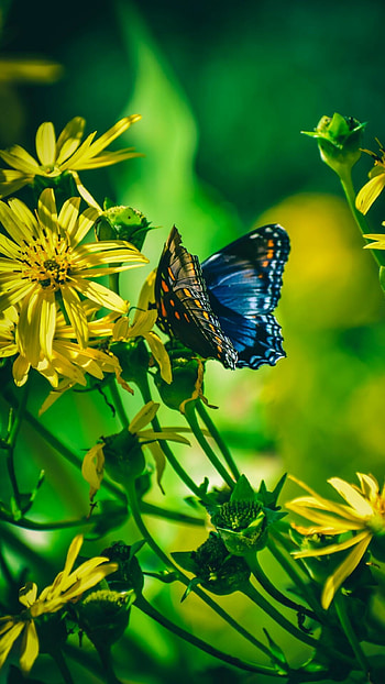 Butterfly beauty, Eye-catching colors, Delicate creatures, Nature-inspired HD phone wallpaper