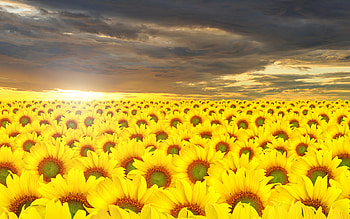Sunflowers at Dawn, awesome, nice, sunbeam, background, scenery, petals, sunshine, panorama, dawn, green, fields, computer, nature, paisage, sunny, graphy, morning, gold, daisies, beauty, , paysage, scene, afternoon, carpet, yellow, horizon, , cena, pc, hr, sunflowers, scenario, beije, sundown, landscape, cenario, view, , storm, blue, natural, high definition, , , amazing, sun, golden, skies, high resolution, pistils, garden, sunrises, beautiful, , gray, sunrays, hop, daisy, cool, clouds, paisagem, sky, flowers, evening HD wallpaper