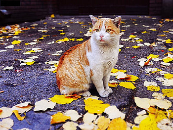 waiting for my owner, kitten, white, kitty, animals, cute, cat, lovely, nice HD wallpaper
