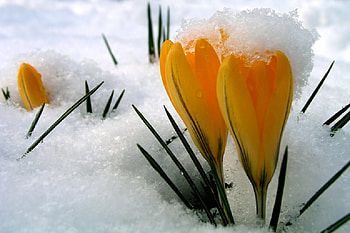 Spring Renewed, crocus, spring, snow, yellow HD wallpaper