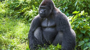 Gorilla family, Serene moments, Nature's tranquility, Peaceful existence HD wallpaper
