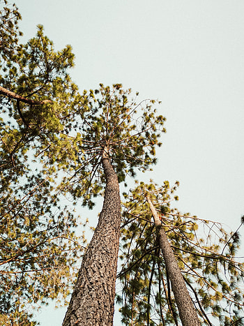 Nature, Trees, Sky, Pine, Bottom View HD phone wallpaper