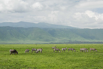 Ngorongoro Crater, Protected area, Tanzania, Natural beauty HD wallpaper