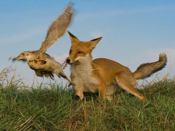 red fox on the hunt, animals, red, nature, hunt, fox HD wallpaper