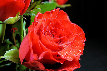 Drops on a Beauty, roses, petals, drops, nature, flowers, dew HD wallpaper