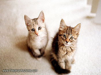 Sweet kittens, sweet, animal, kitten, brown, cats HD wallpaper