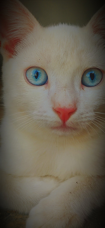 Tom, head, nose HD phone wallpaper