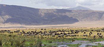 Ngorongoro Crater Safari, 03 days, Ngorongoro Safari HD wallpaper