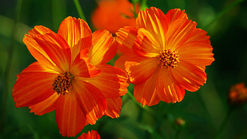 Lovely Orange Flowers, nature, flowers, orange, flower HD wallpaper