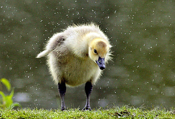 Animals, Grass, Swan, Nestling, Chick, Duckling HD wallpaper