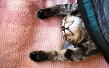 Animals, Cat, To Lie Down, Lie, Cool, Blanket HD wallpaper