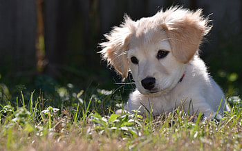 Animals, Nature, Dog, Puppy HD wallpaper