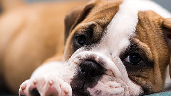 Bulldog, face, cute, animals HD wallpaper