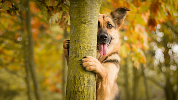 German Shepherd, german-shepherd, animals, cute, dog HD wallpaper