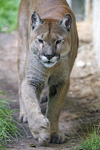 Animals, Grass, Puma, Muzzle, Predator, Big Cat HD phone wallpaper