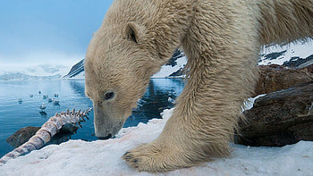 Animals, Stones, Snow, Polar Bear HD wallpaper