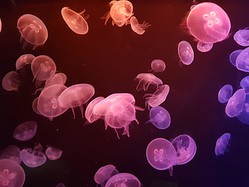 Jellyfishes, underwater HD wallpaper