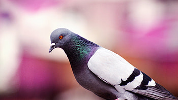 Pigeon, Laptop , Full , Birds HD wallpaper