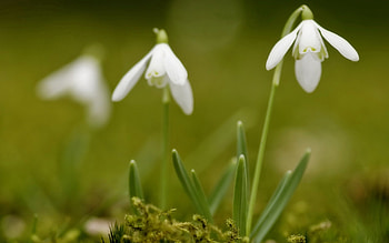 Flowers, Snowdrops, Greens, Spring HD wallpaper