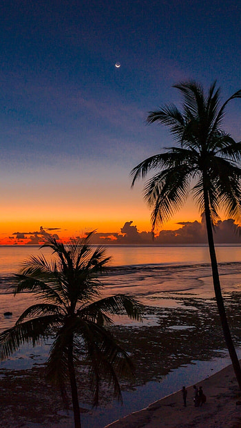 Coconut trees, , , Beautiful scenery HD phone wallpaper