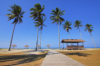A que tropical beach scene with tall palm trees, huts, and a paved pathway leading to the ocean. HD wallpaper