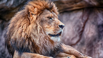 Majestic lion, Striking visuals, Unique , Captivating presence HD wallpaper