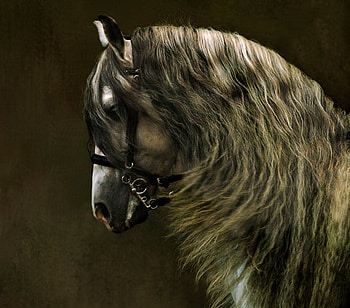 Manes Of The South, spanish, andalusian, horses, grey HD wallpaper