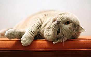Animals, Cats HD wallpaper