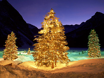 Christmas Trees, trees, beautiful, , christmas HD wallpaper