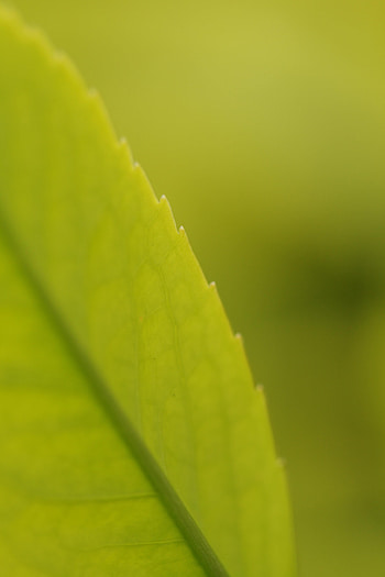 Plant, Macro, Sheet, Leaf, Veins HD phone wallpaper