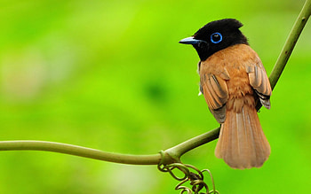 Sweet bird, animal, nature, bird HD wallpaper