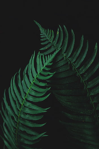 Detailed view of lush green fern leaves with dark backdrop, perfect for natural and botanical themes. HD phone wallpaper
