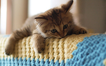 Animals, Cat, Kitty, Kitten, To Lie Down, Lie, Playful HD wallpaper