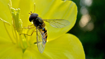 Flower, Macro, Insect, Flight, Bee, Pollination HD wallpaper