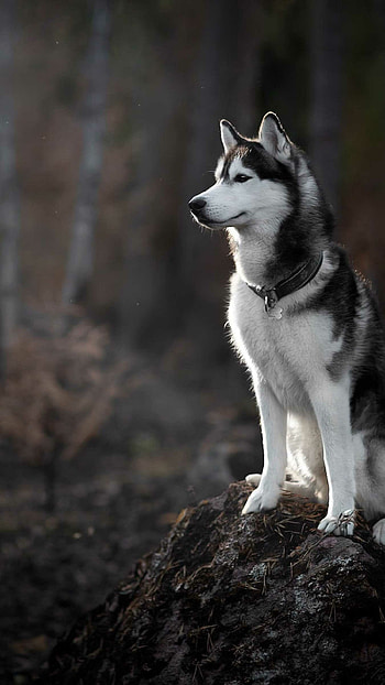 Siberian Husky, Dogs HD phone wallpaper