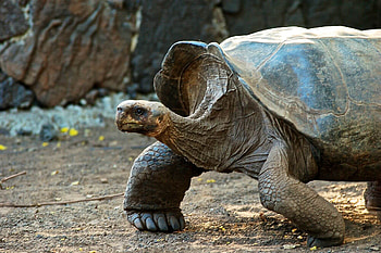 Galapagos Safari, Recommendations by guides HD wallpaper