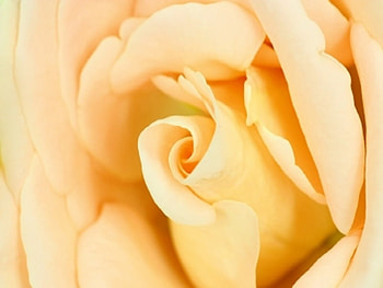 Rose, off white, pretty, yellow, flower, nature HD wallpaper
