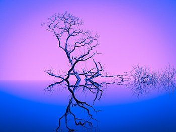 Old, dried tree, reflections, sunset HD wallpaper