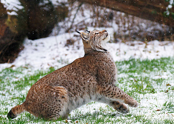 Red Lynx, Wisentgehege, Deister Echo, Animals HD wallpaper