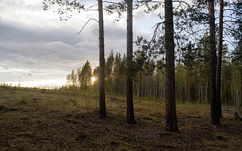 Landscape, Nature, Trees, Sunset, Pine, Forest, Outskirts, Edge HD wallpaper