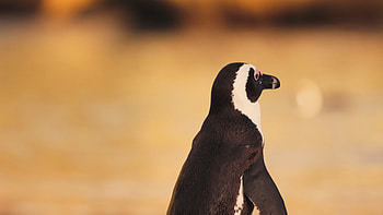The African, Penguins HD wallpaper