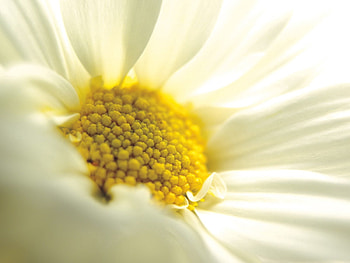 Camomile, Macro, Petals, Close-Up, Chamomile HD wallpaper