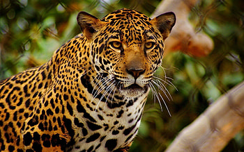 Animals, Jaguar, Predator, Sight, Opinion, Anger HD wallpaper