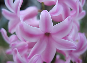 Pink, flowers HD wallpaper
