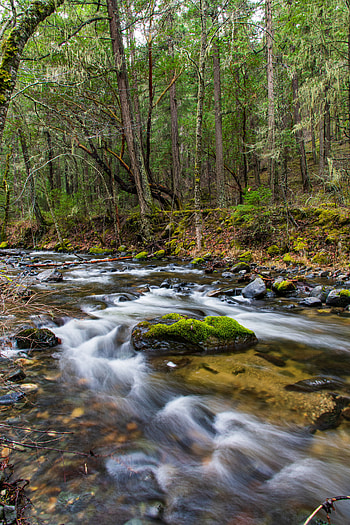 Nature, Water, Rivers, Trees, Stones, Forest HD phone wallpaper