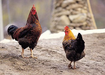 Couple, Hen HD wallpaper